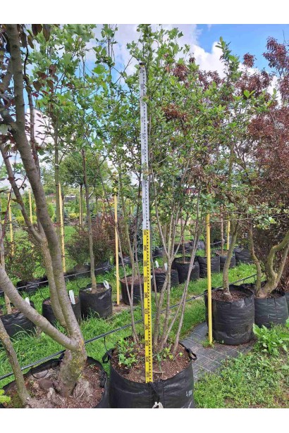 Горобина / Аронія чорноплідна (кущ) - ком60кг/вис.200-230см/Ø120-140см